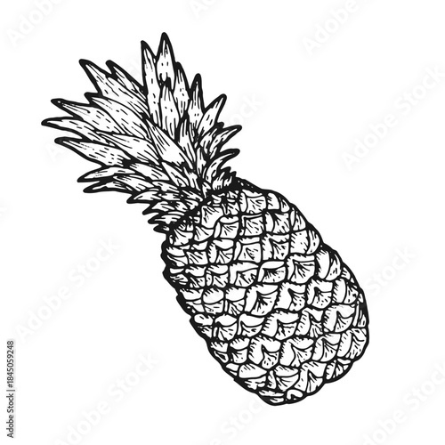Pineapple sketch food vector. Whole tropical fruit isolated on white, vintage botanical drawing, organic sweet ananas for summer design and healthy menu.