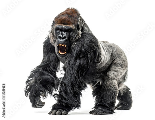 Dominant gorilla expressing raw wild power high resolution photo in a white background