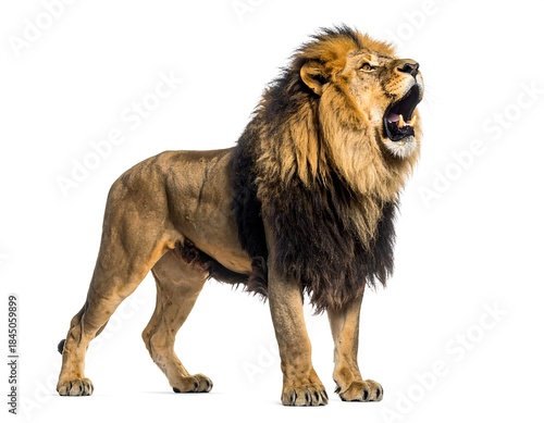 Fearless roaring lion showing impressive mane high resolution photo in a white background