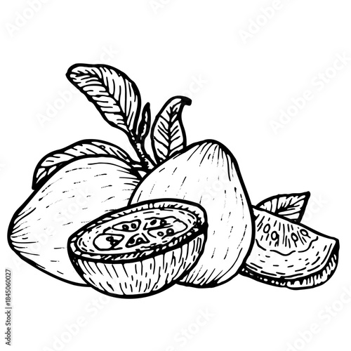 Hand drawn guava fruit whole, pieces and slices with leaves isolated on transparent background in vector file. Vintage sketch in linear style.