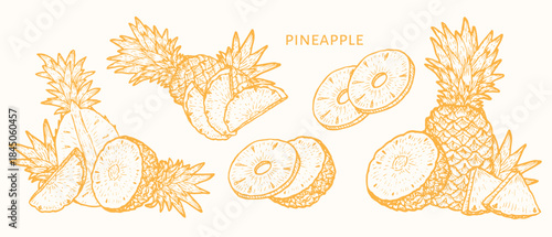 Yellow pineapple vector set. Food illustration sketch design. Tropical fruit with leaves, isolated summer nature art. Vintage hand-drawn style, organic healthy plant set.