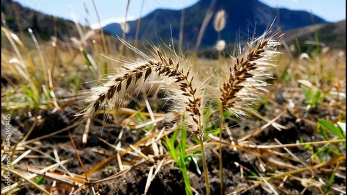 Close up of wild grass seed heads in a dry field with mountains in the background.