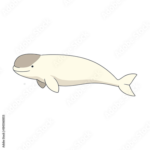 Realistic Beluga Whale Icon – Minimal Three-Color Vector Silhouette on Transparent Background