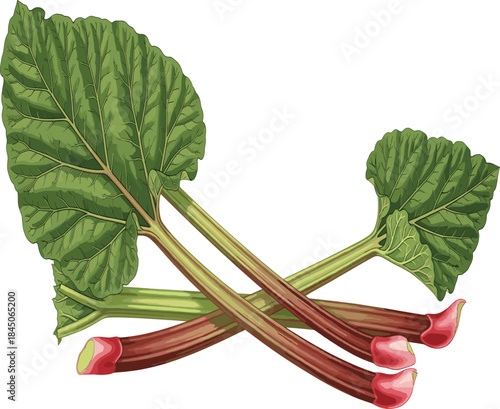 Realistic Vector Illustration of Rhubarb Stalks and Leaves for Baking Ingredients Fruit and Healthy Food Concept.