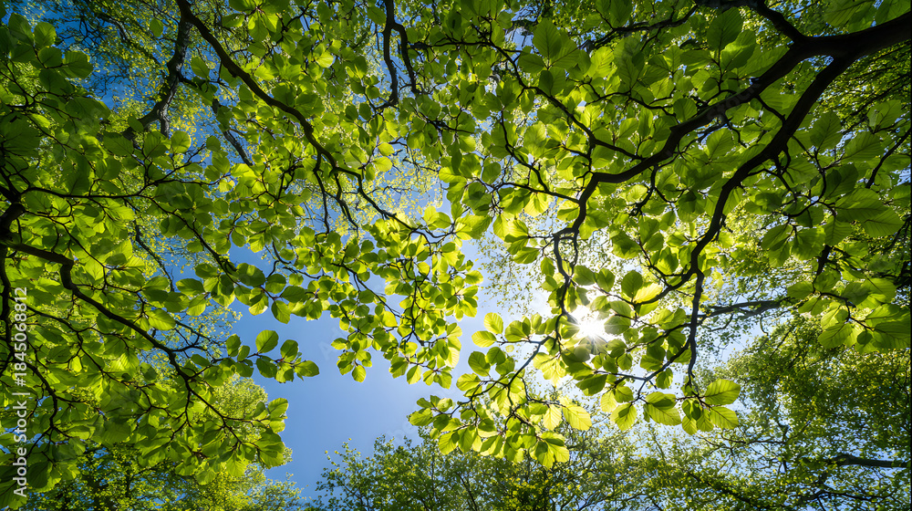 Fototapeta premium Looking up through bright green spring beech tree canopy towards a brilliant sunlit blue sky background