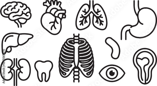 Human Anatomy Line Icons for Medical and Healthcare Education.