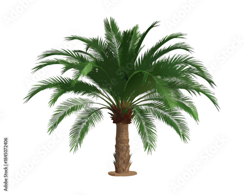 Isolated tropical palm tree with green leaves and coconut on a white background for summer vacation and travel concepts