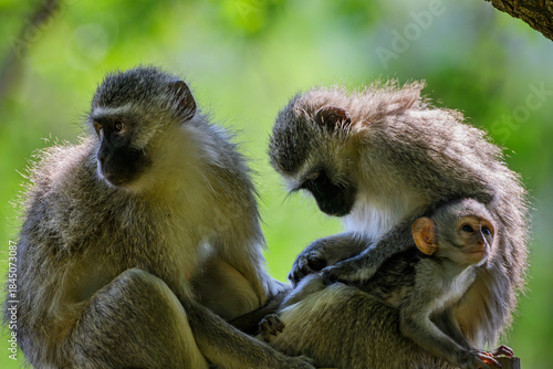 A female vervet monkey grooming her baby with a third monkey sitting next to them
