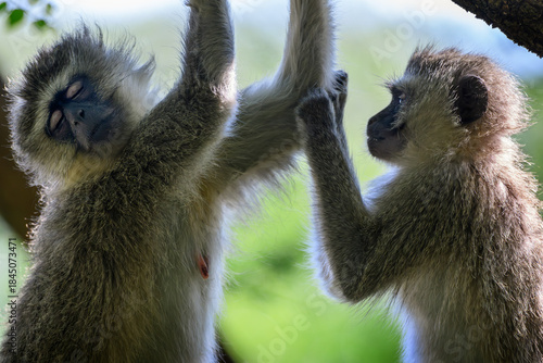 A female vervet monkey grooming another female