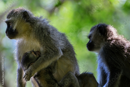 A female vervet monkey holding her baby