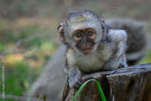A baby vervet monkey leaning over atree stump looking at the camera