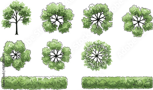 Top view and side view trees with hedges collection featuring foliage textures, botanical elements, landscape vegetation, nature plants, vector illustration design
