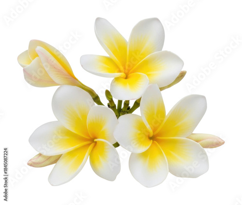 Blooming plumeria flowers tropical garden natural light isolated on transparent background