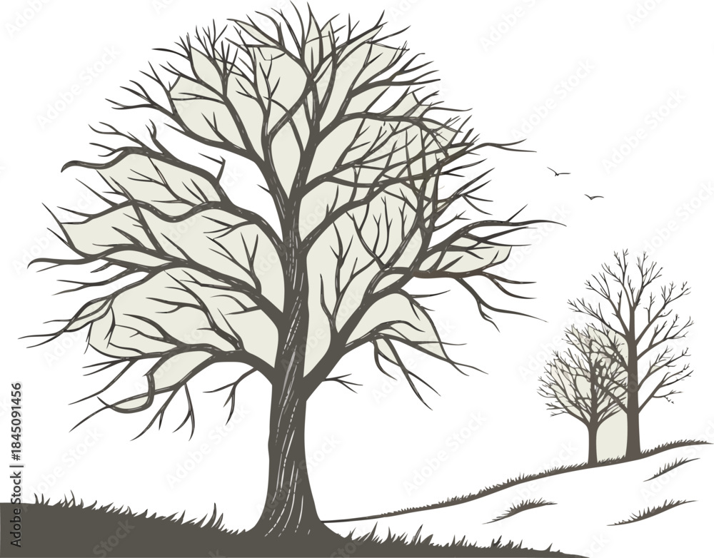 Obraz premium Bare deciduous trees stand on a gentle slope in winter
