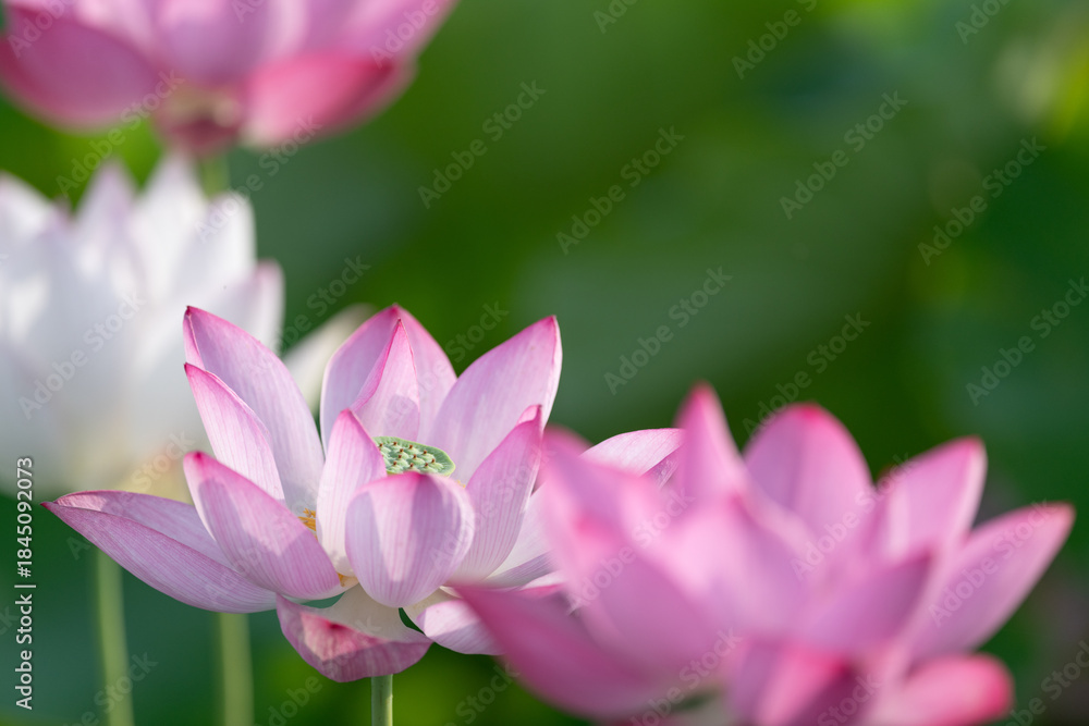 Fototapeta premium 美しい蓮の花 