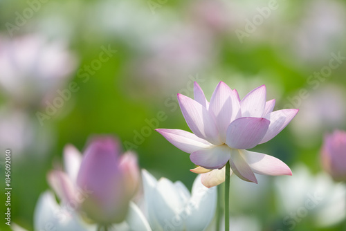 美しい蓮の花	