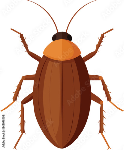 colorado potato beetle