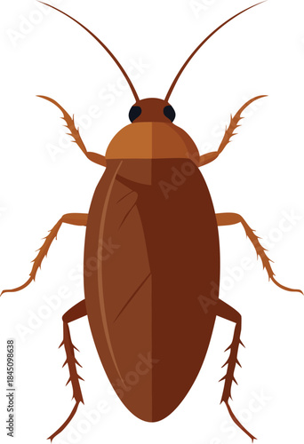 colorado potato beetle