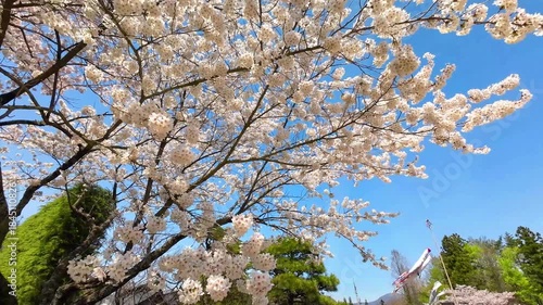 定義如来（西方寺）の満開桜【宮城県仙台市】