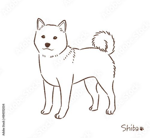 手描きの柴犬線画_ベクターイラスト