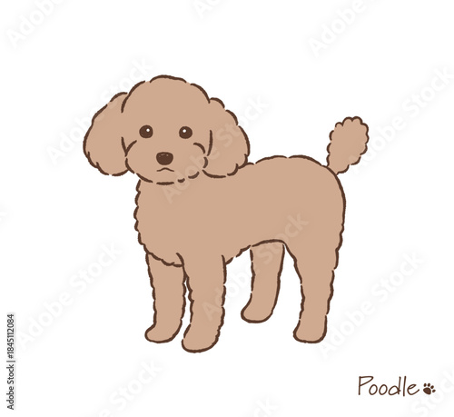 手描きのトイプードル_ベクターイラスト