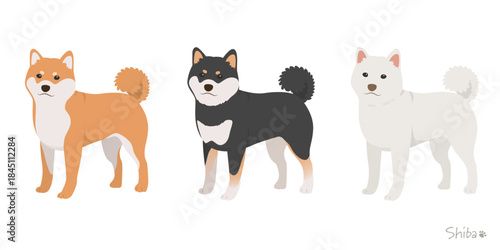 柴犬3色セット_首輪なし_ベクターイラスト