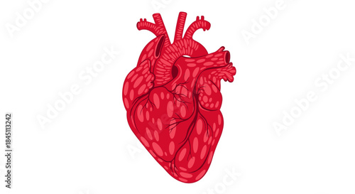 Illustration of a red human heart showing anatomy with chambers arteries and veins in vivid shading and bold clean lines for educational use.