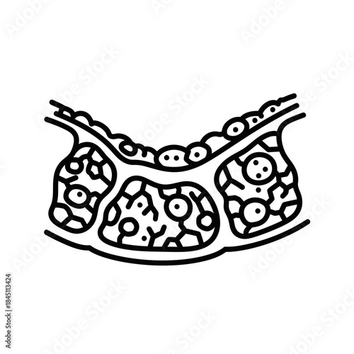 Detailed Cross Section of Tissue Diagram Medical Illustration Histology Line Art