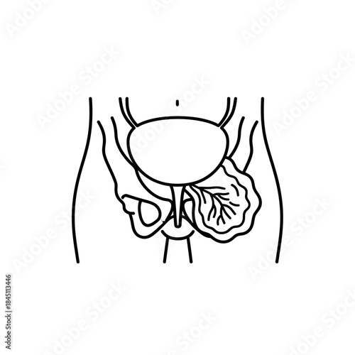 Clear Female Reproductive System Diagram Line Art Illustration Medical Anatomy Graphic