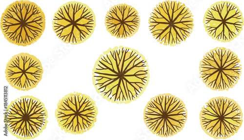 Top view yellow plant cells and botanical structures collection featuring organic patterns, biological elements, natural textures, vector illustration for scientific design