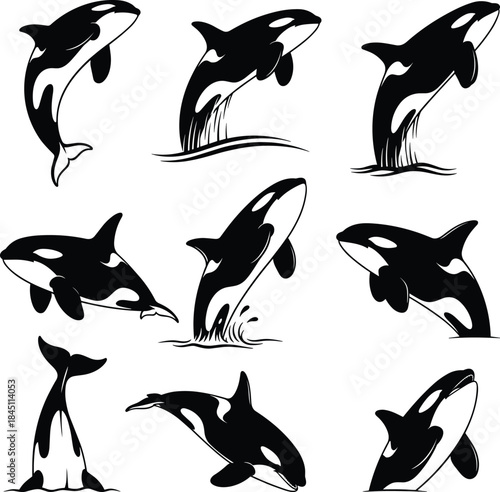 Set of nine dynamic black and white vector illustrations of an Orca or Killer Whale jumping and breaching out of the water, symbolizing marine life, power, freedom, and wild ocean fauna