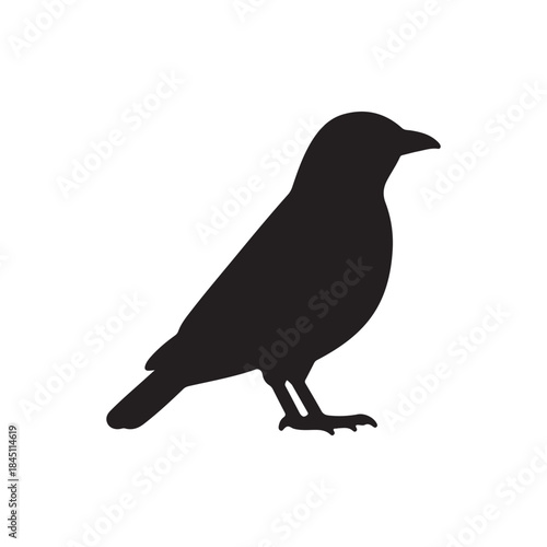 Myna silhouette icon vector flat design