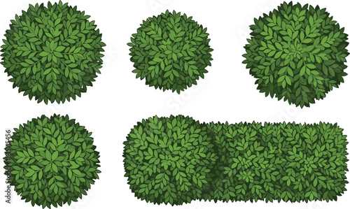 Top view green bushes and hedge collection featuring dense foliage textures, botanical elements, landscape vegetation, nature plants, vector illustration for garden design