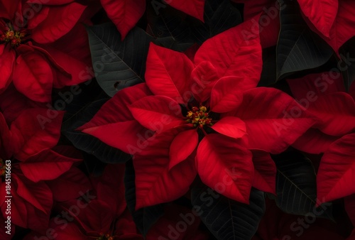 Poinsettia plant with deep red bracts blooming