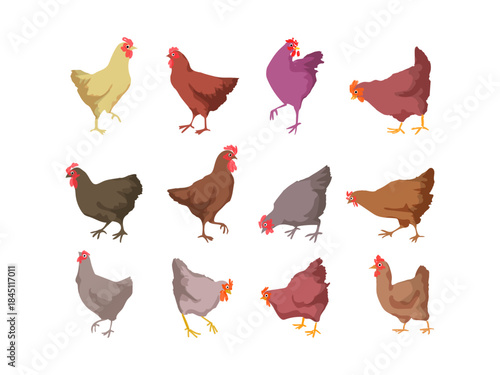 Set of chickens, rooster, hen, drawing line art vector illustration. Poultry farm hand drawn character isolated on white background.