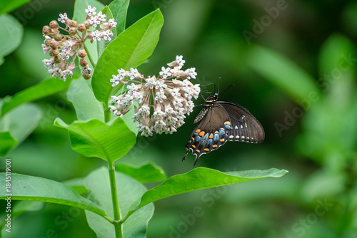 Spicebush butterfly in the milkweed