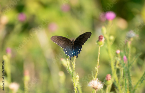 Spicebush butterfly in wild thistle