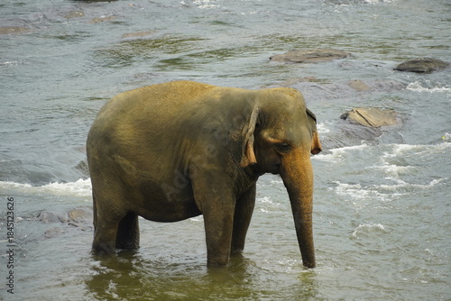 Wallpaper Mural Asian Elephants Bathing and Crossing a River in Sri Lanka Torontodigital.ca
