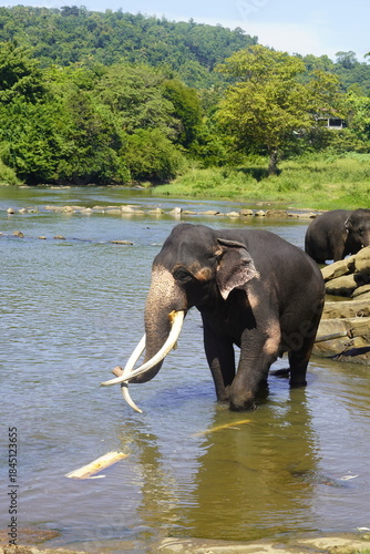 Wallpaper Mural Asian Elephants Bathing and Crossing a River in Sri Lanka Torontodigital.ca