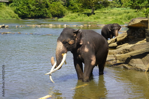 Wallpaper Mural Asian Elephants Bathing and Crossing a River in Sri Lanka Torontodigital.ca