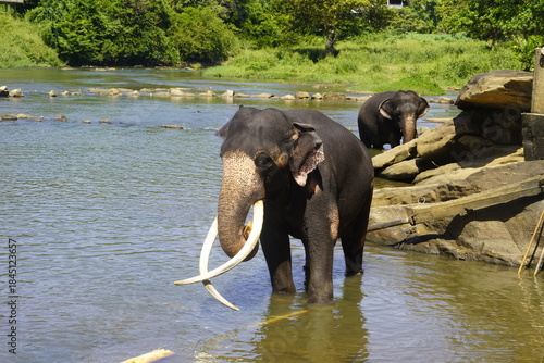 Wallpaper Mural Asian Elephants Bathing and Crossing a River in Sri Lanka Torontodigital.ca