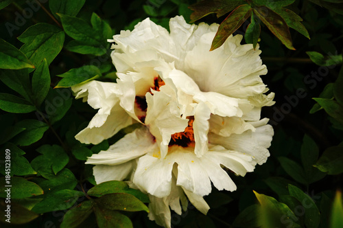 Tree peony flower and bud with white petals and a yellow center