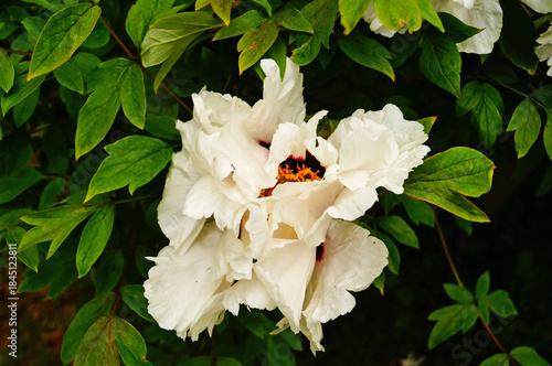 Tree peony flower and bud with white petals and a yellow center