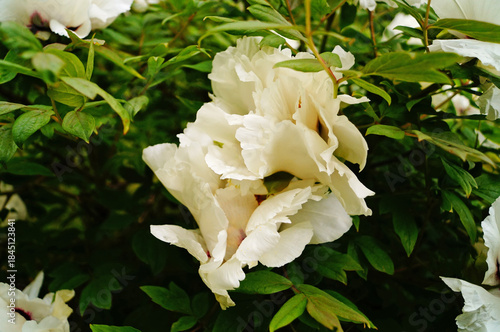 Tree peony flower and bud with white petals and a yellow center