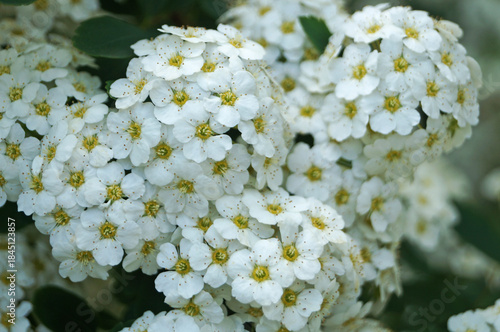 Japanese spirea flowers with white delicate petals on a bush with green leaves