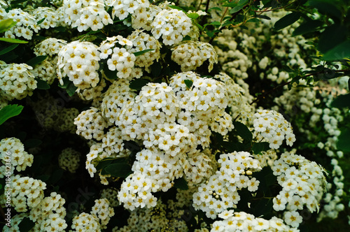 Japanese spirea flowers with white delicate petals on a bush with green leaves