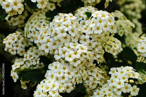 Japanese spirea flowers with white delicate petals on a bush with green leaves