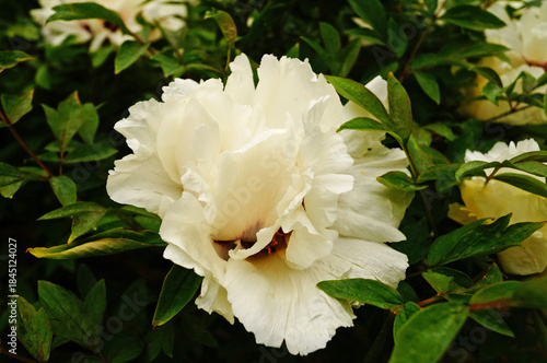 Tree peony flower and bud with white petals and a yellow center