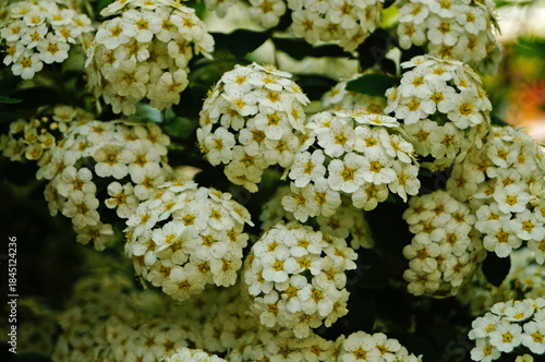 Japanese spirea flowers with white delicate petals on a bush with green leaves