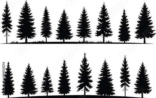 Evergreen tree silhouettes, pine, fir, conifer shapes, black silhouette, foliage variation, forest design, nature, landscape, tree morphology, structure